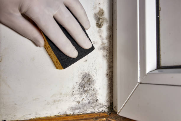 Best Post-Remediation Verification Testing  in Junction City, KY